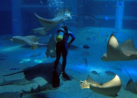 Akvarium i Osaka med rockor och hajar
