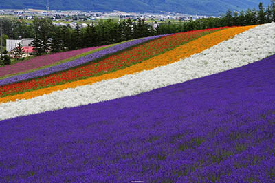 Blomodling på Hokkaido