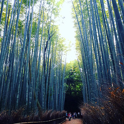Bambuskog Japan