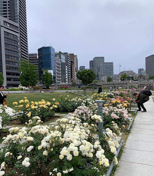 Rosenträdgård i Osaka